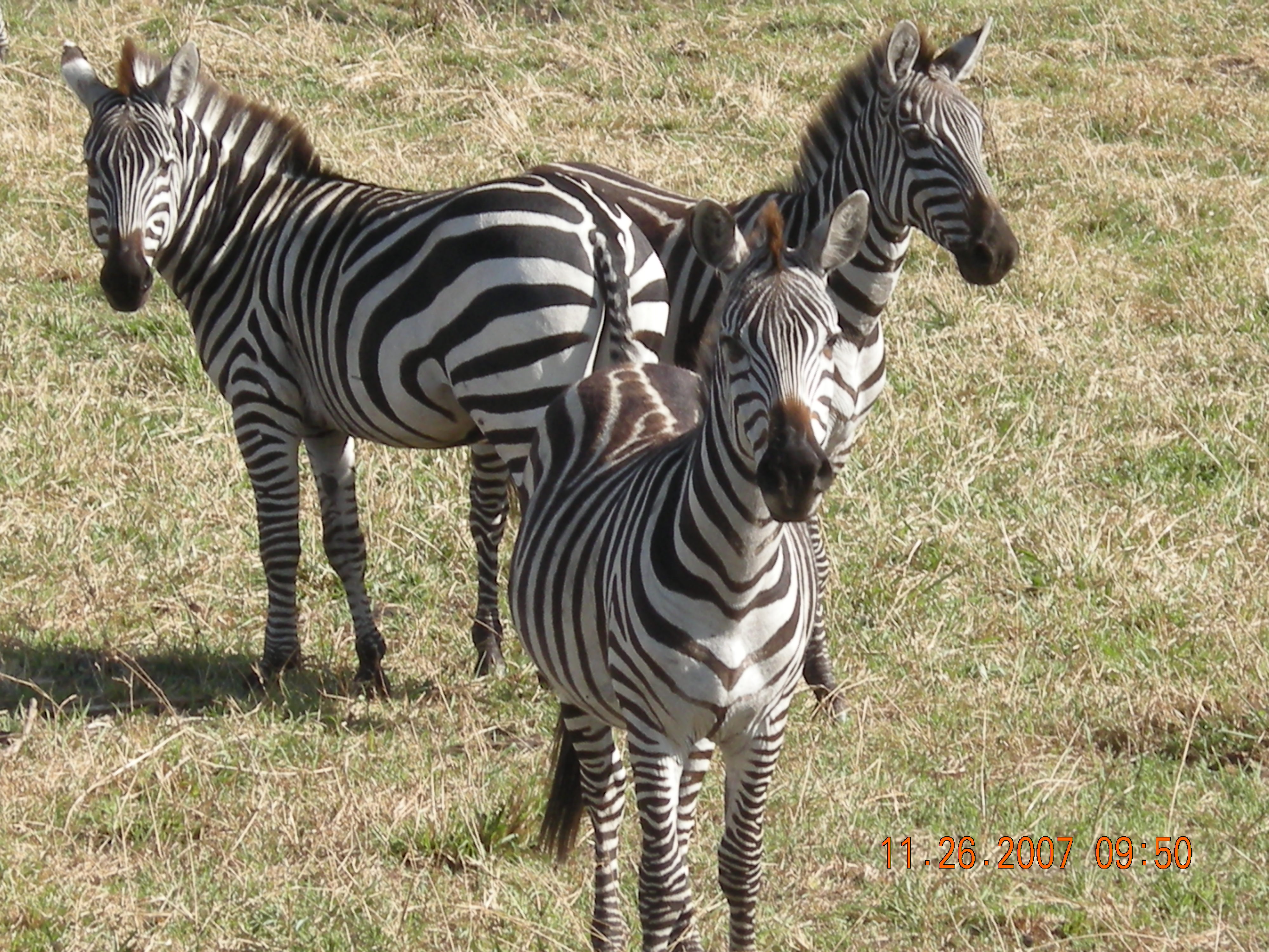 webassets/3zebras.jpg