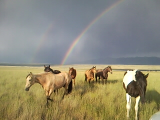 webassets/horsesrainbow.jpg